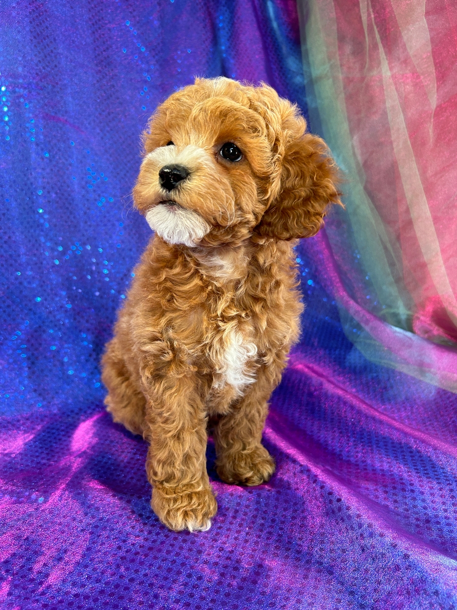 Red Female F1b Miniature Goldendoodle Puppy for Sale DOB 8-31-2023 $1200